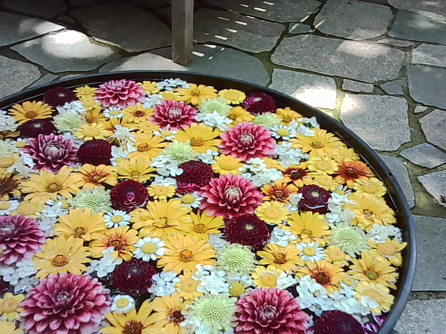 水に浮かんだ花々