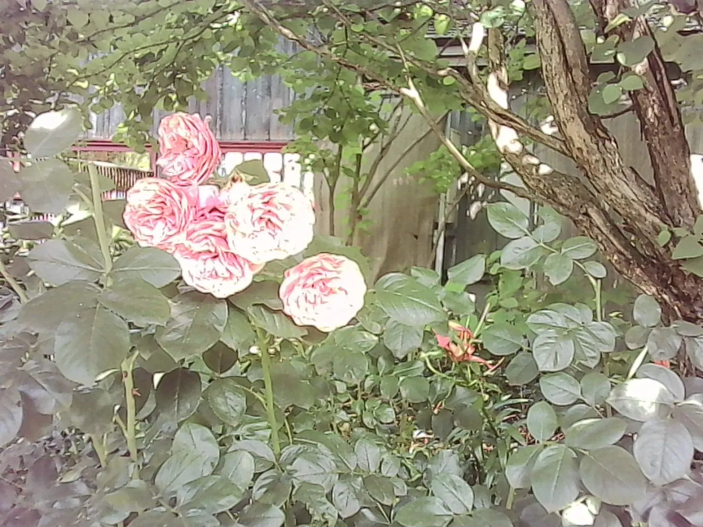 桃色の薔薇