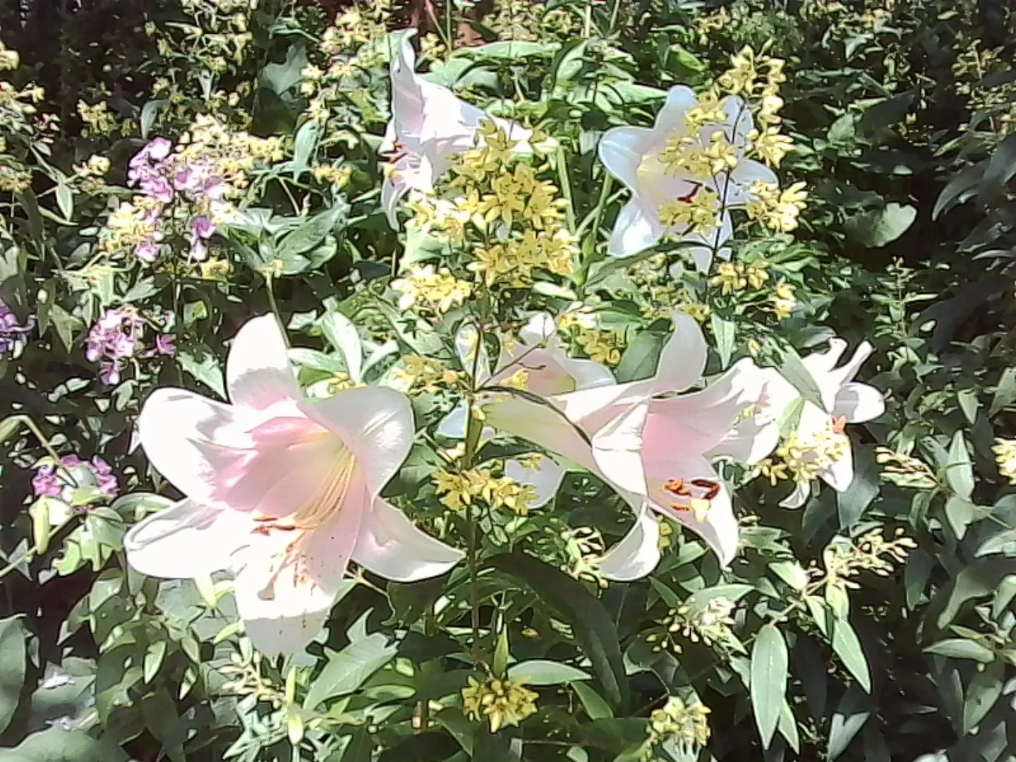 薄桃色の百合と黄色い花