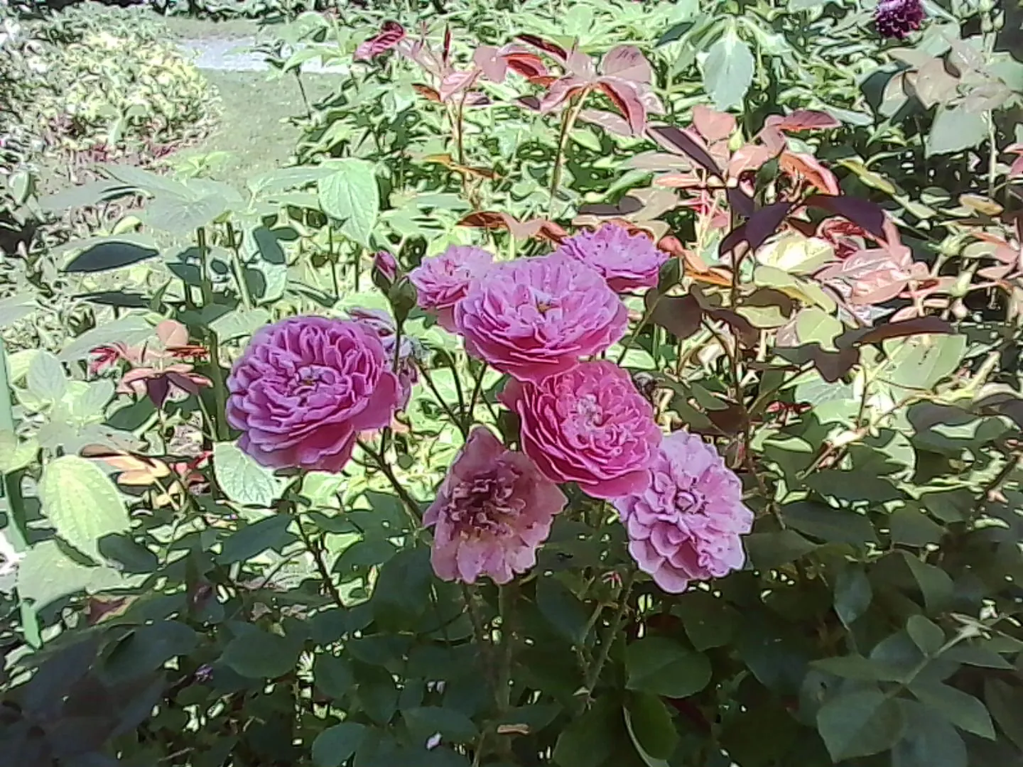 濃いピンクの花