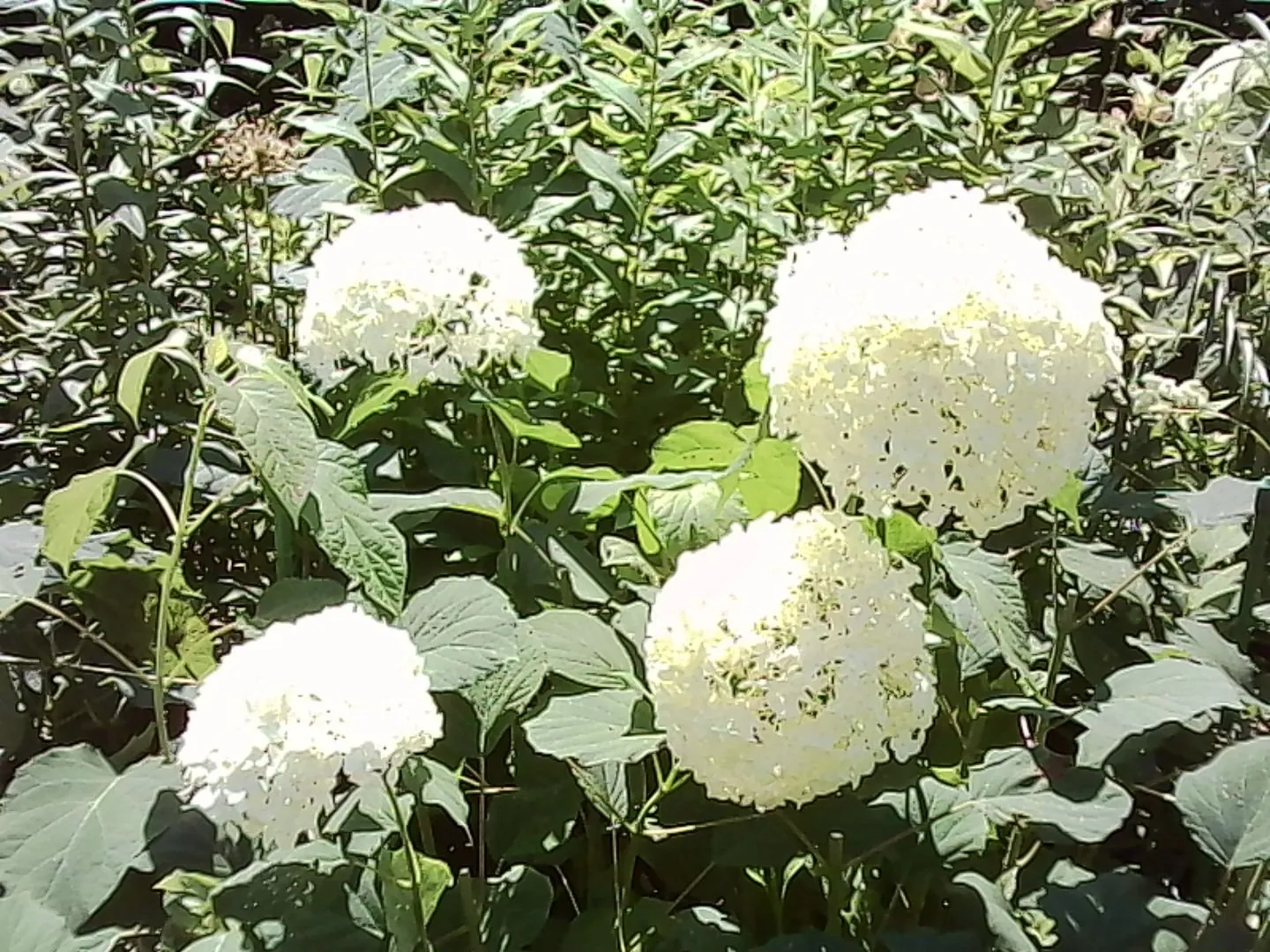 真っ白い大きな紫陽花