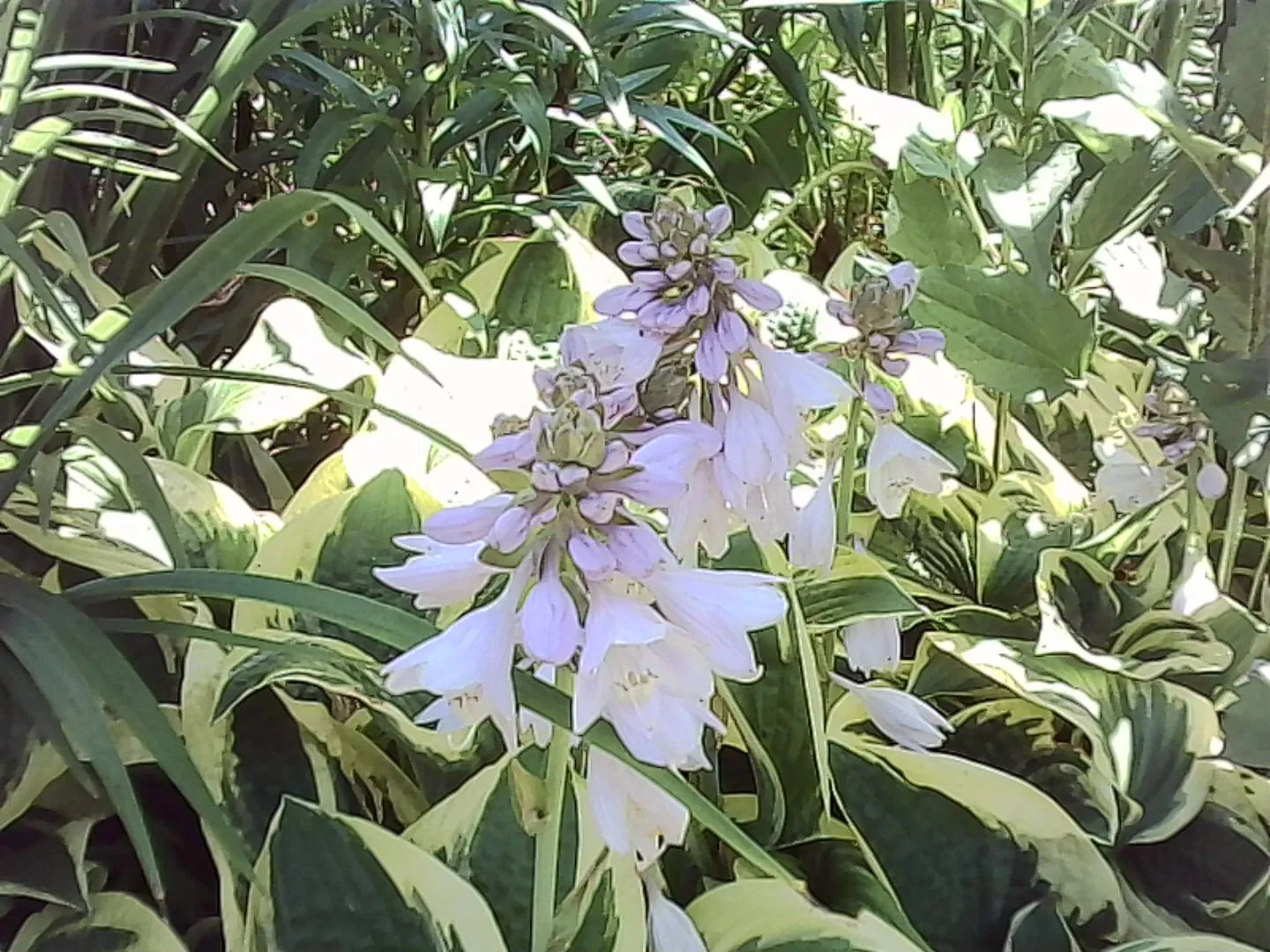 薄紫色の花