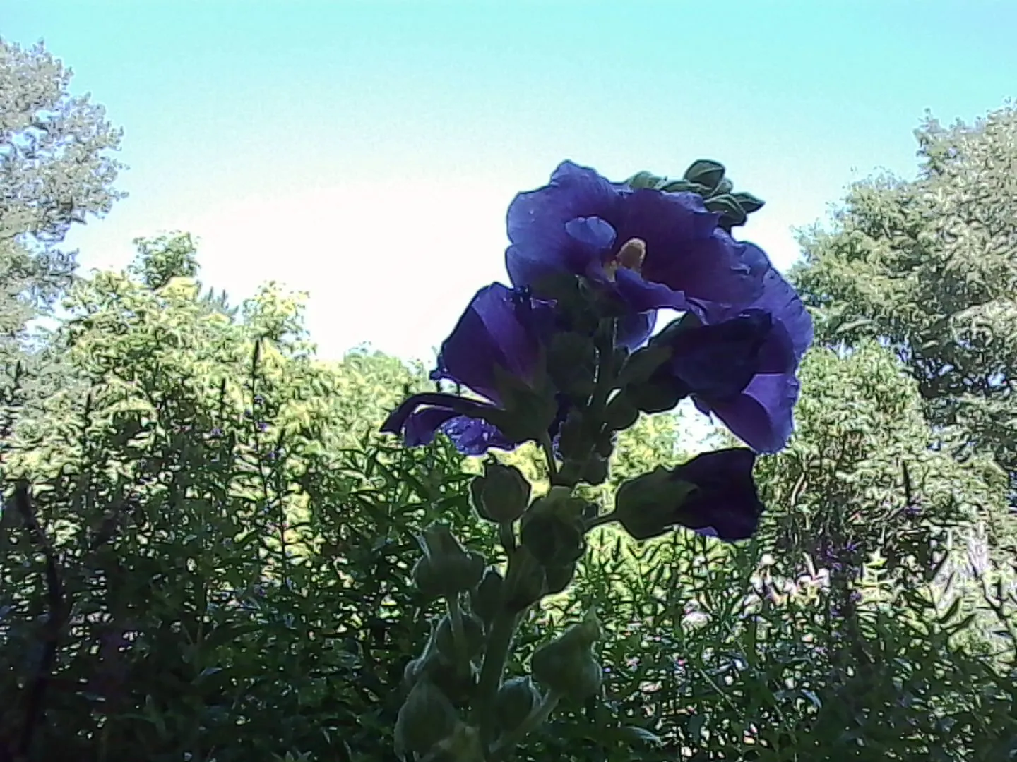群青色の花