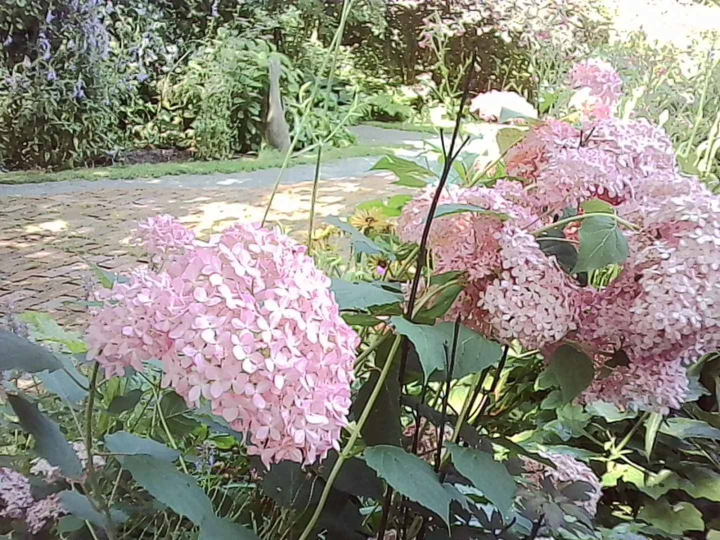 桜色の紫陽花
