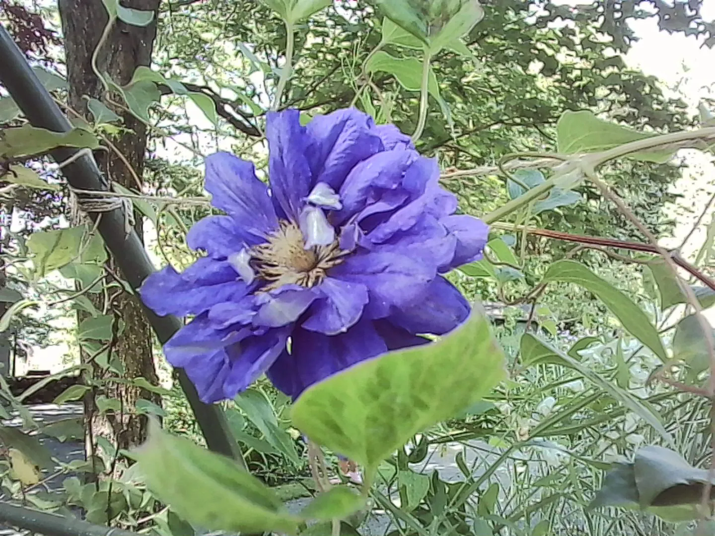 群青色の立体感のある花