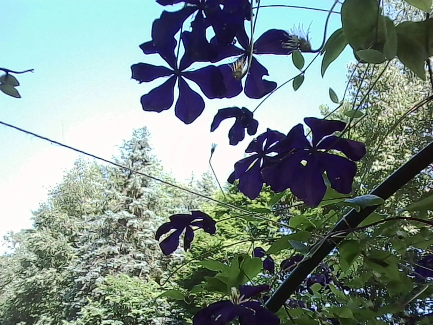 花びらが根本から端に向かって大きくなっている花