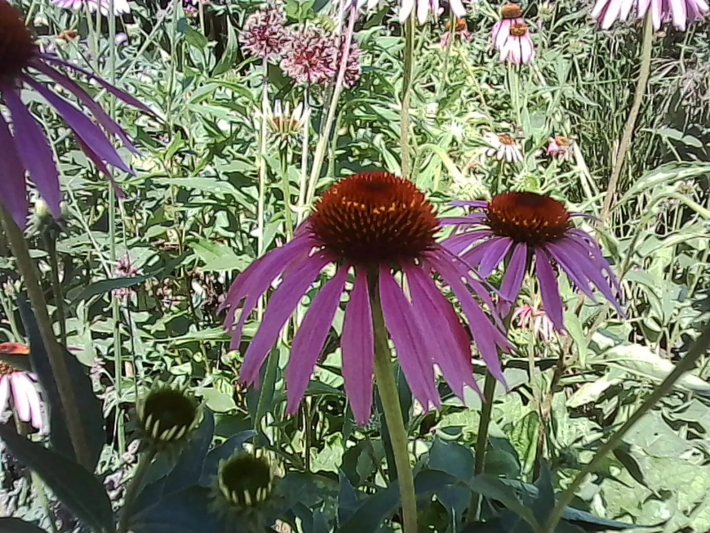 中央がとげとげしたピンクの花