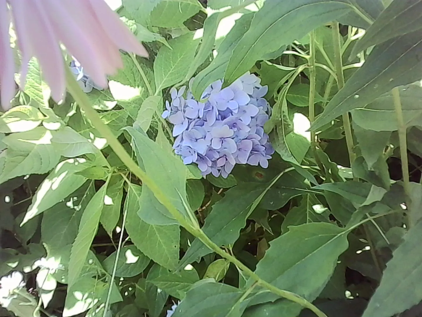 薄紫色の紫陽花