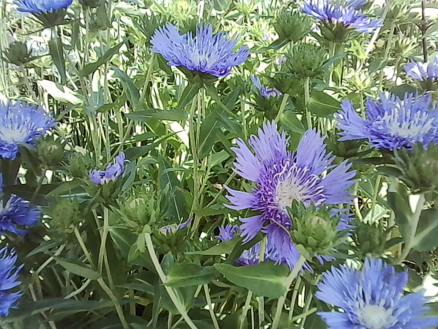 薄紫色の花びらが細い
