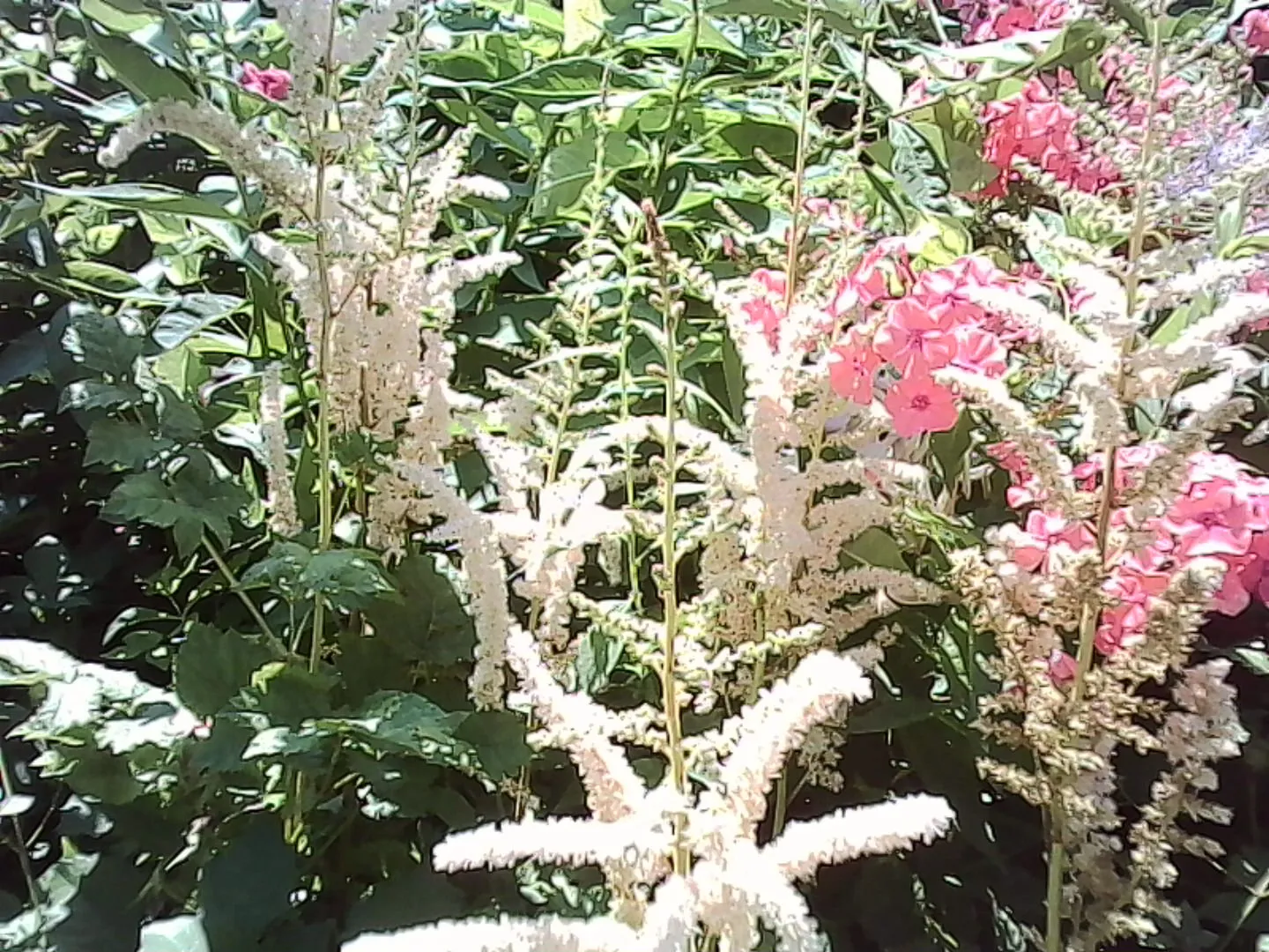 桜色のふわふわした花とピンクの花